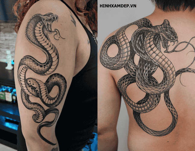 hinh-xam-ran-ho-mang_2