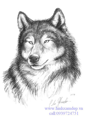 Hình xăm chó sói (13)